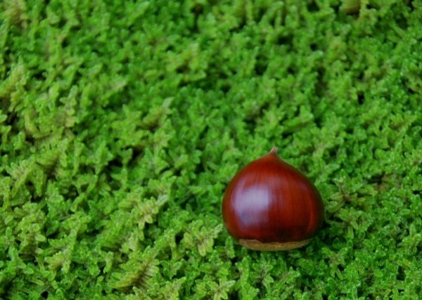 おばあちゃんと山栗