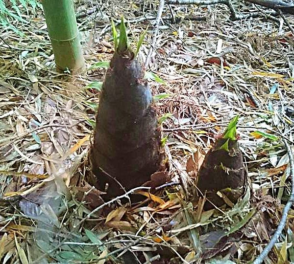 たけのこ収穫祭2018で新しい魅力を発見！